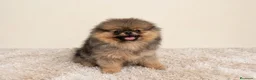 Pomerania perros en venta: Pomerania hembra súper calidad - Anuncio 3