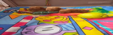 Caniche Toy Cachorro 4