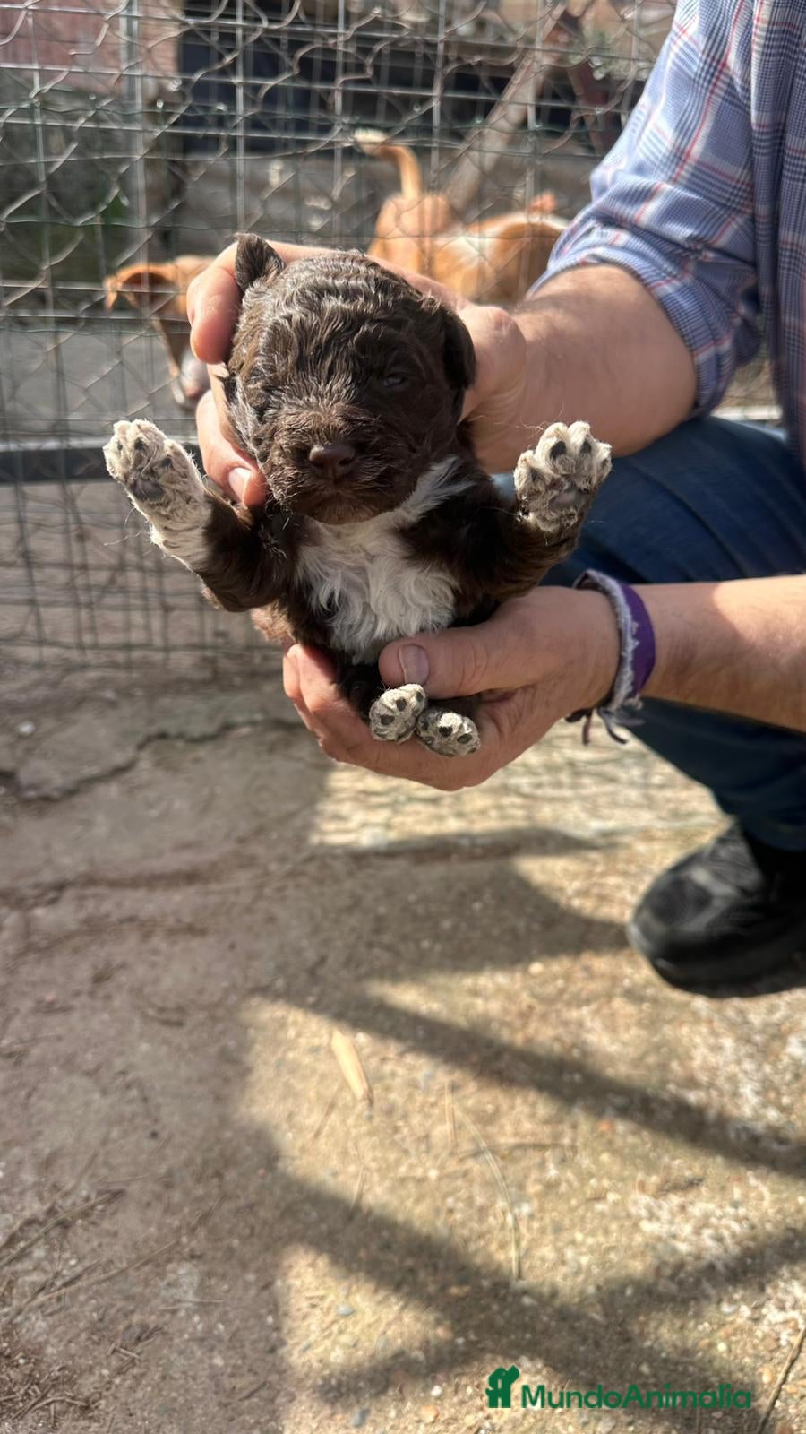 Perro de Agua Español perros PERRO DE AGUA ESPAÑOL - Anuncio 1