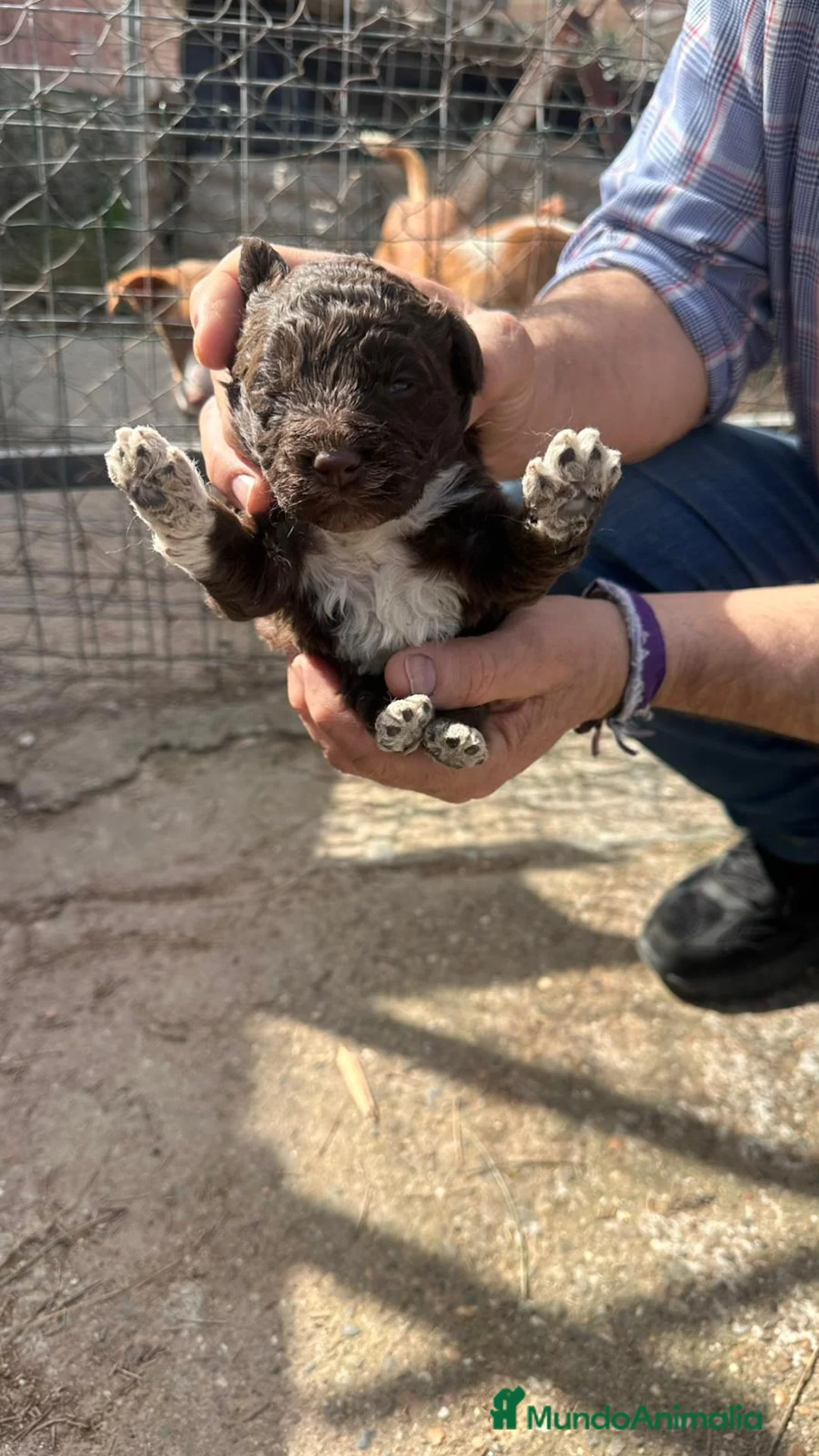 Perro de Agua Español perros en venta: PERRO DE AGUA ESPAÑOL - Anuncio 1