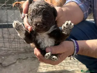 Perro de Agua Español perros PERRO DE AGUA ESPAÑOL - Anuncio 1