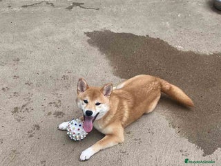 Shiba Inu perros en Barcelona - Anuncio 38