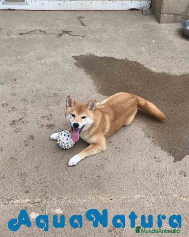 Shiba Inu perros en Barcelona - Anuncio 16