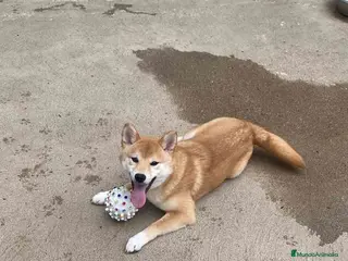 Shiba Inu perros Shiba Inu Hembra de Mar y Silvio 5285 en Barcelona - Anuncio 35