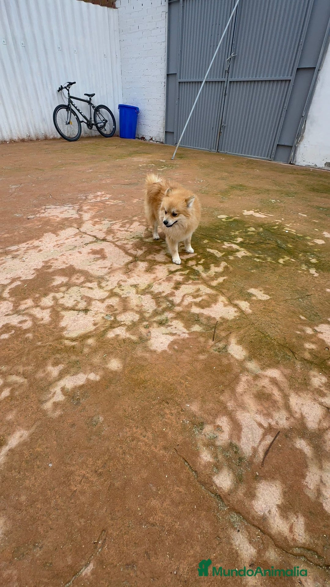 Pomerania perros en venta: Último pomerania  - Anuncio 9