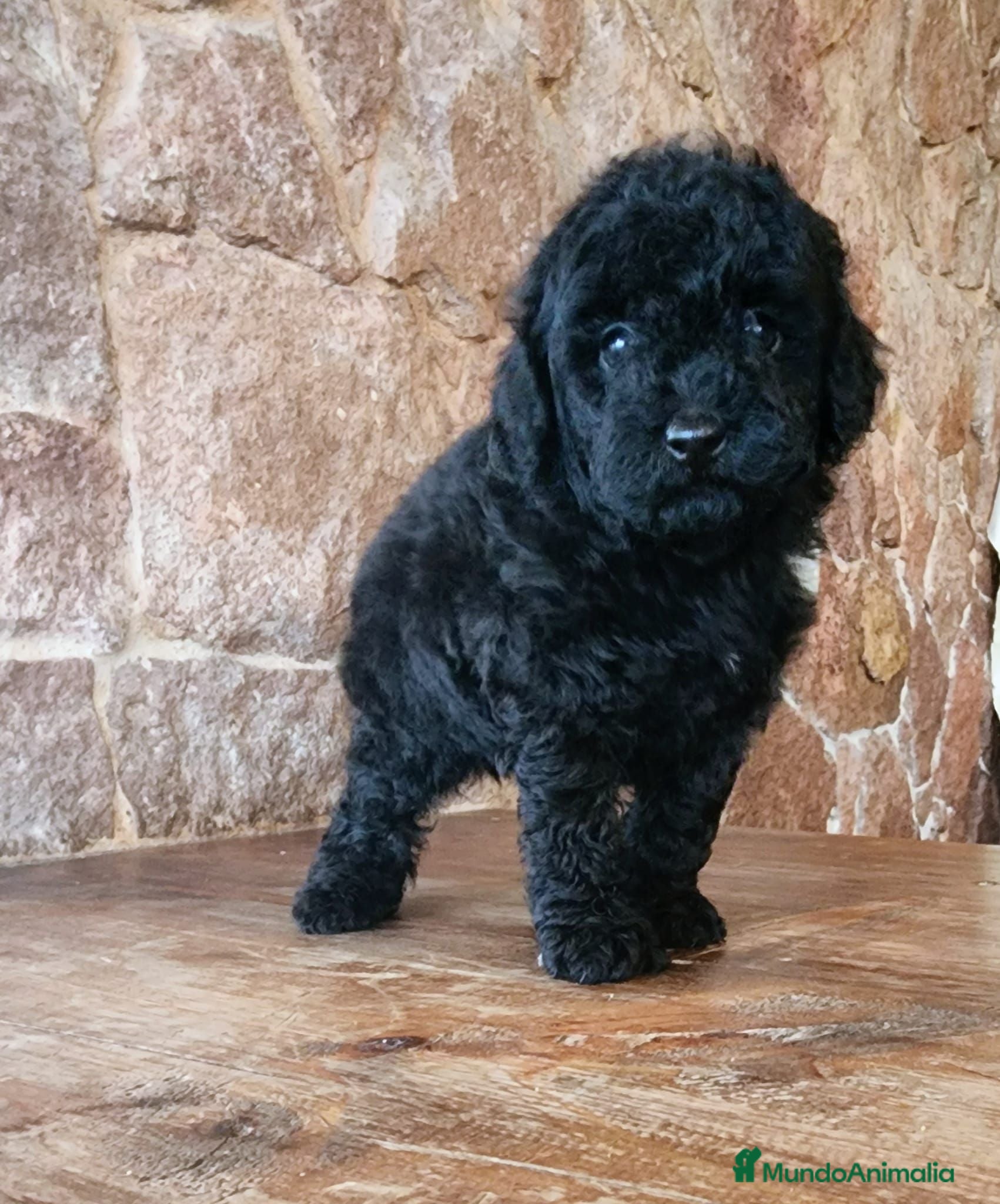 Caniche Toy perros Caniche toy precio real - Anuncio 1
