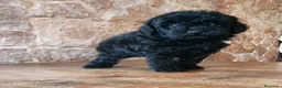 Caniche Toy perros en venta: Caniche toy precio real - Anuncio 1