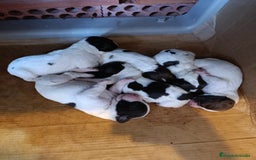 English Springer Spaniel perros en venta: Springer spanish - Imagen 5