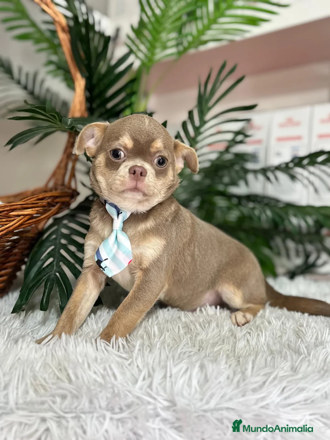 Chihuahua perros en venta: CHIHUAHUA BLUE 6 MESES - Anuncio 10