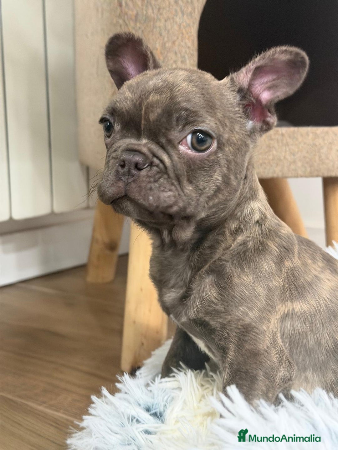 Bulldog Francés perros en venta: Bulldog Francés hembra guapísima  - Anuncio 3