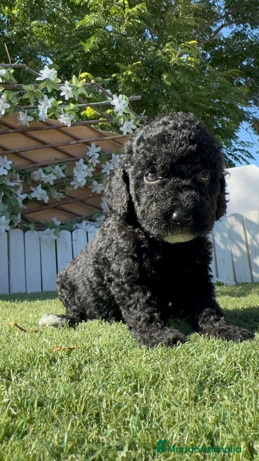 Perro de Agua Español perros PERRO DE AGUA ESPAÑOL - Anuncio 1