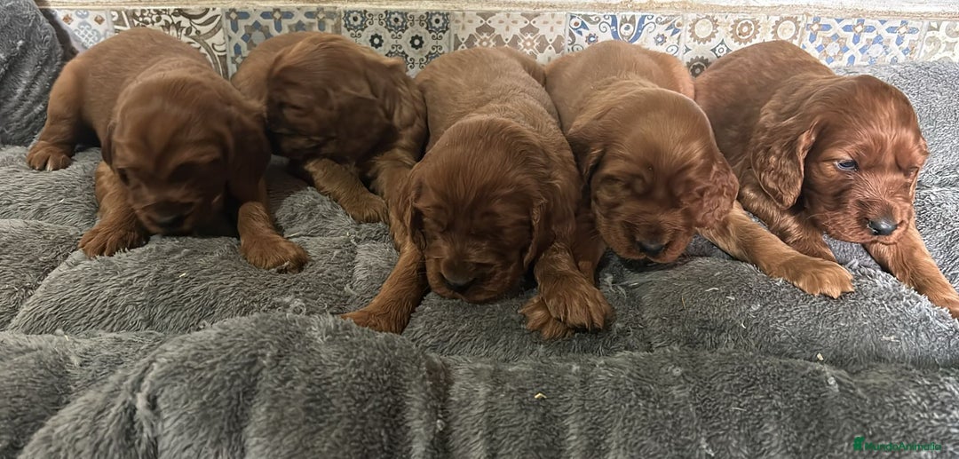 Setter Irlandés Rojo perros en venta: Setter irlandés rojo - Anuncio 1
