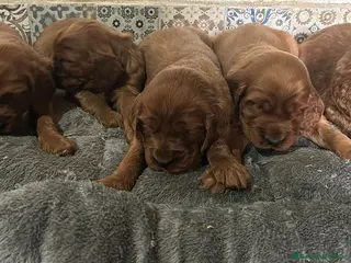 Setter Irlandés Rojo perros Setter irlandés rojo - Anuncio 4