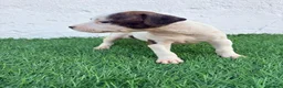American Staffordshire-Terrier perros en venta: American Stanffordshire terrier - Anuncio 13