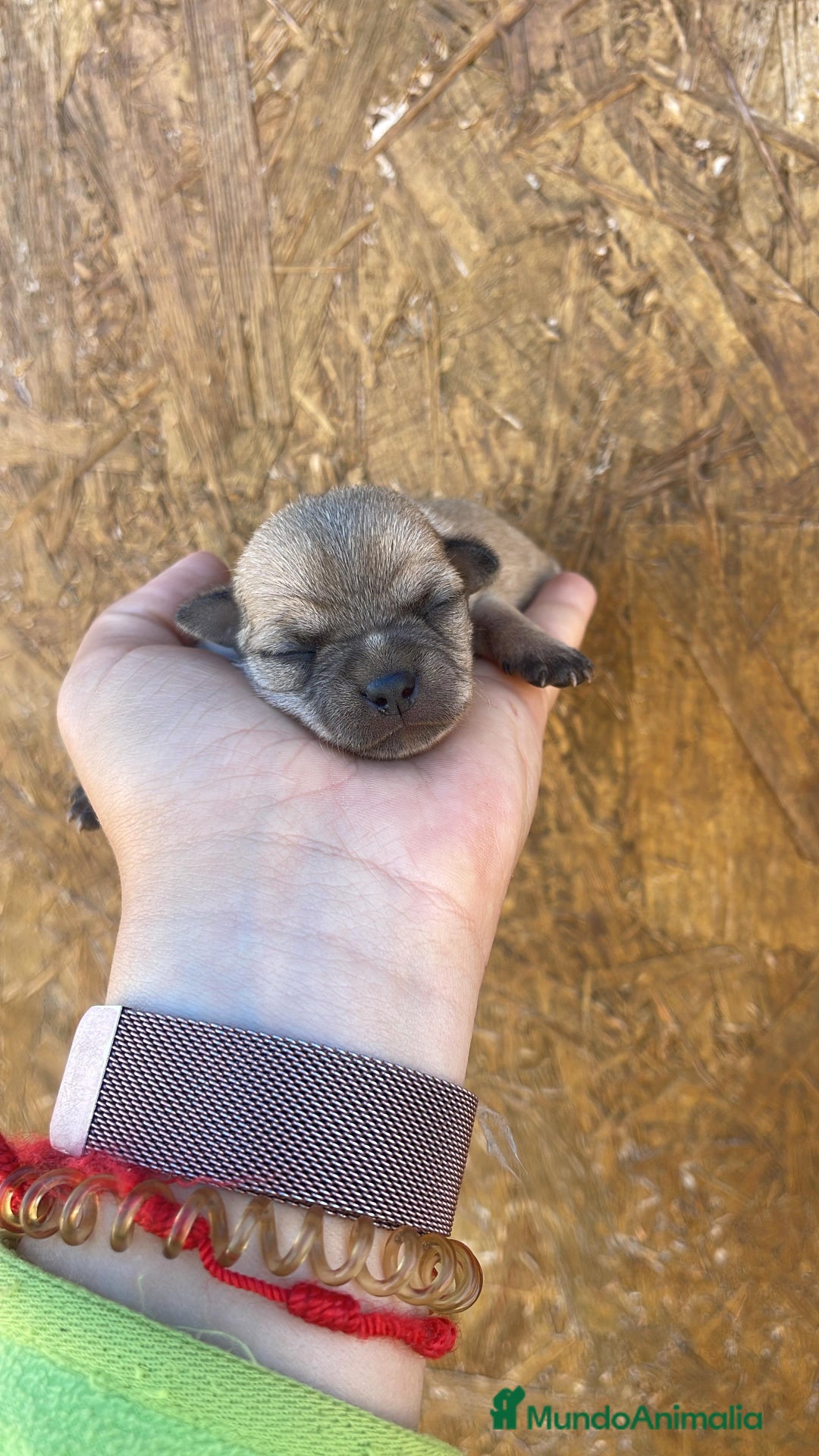Chihuahua perros en venta: Chihuahuas disponibles - Imagen 3