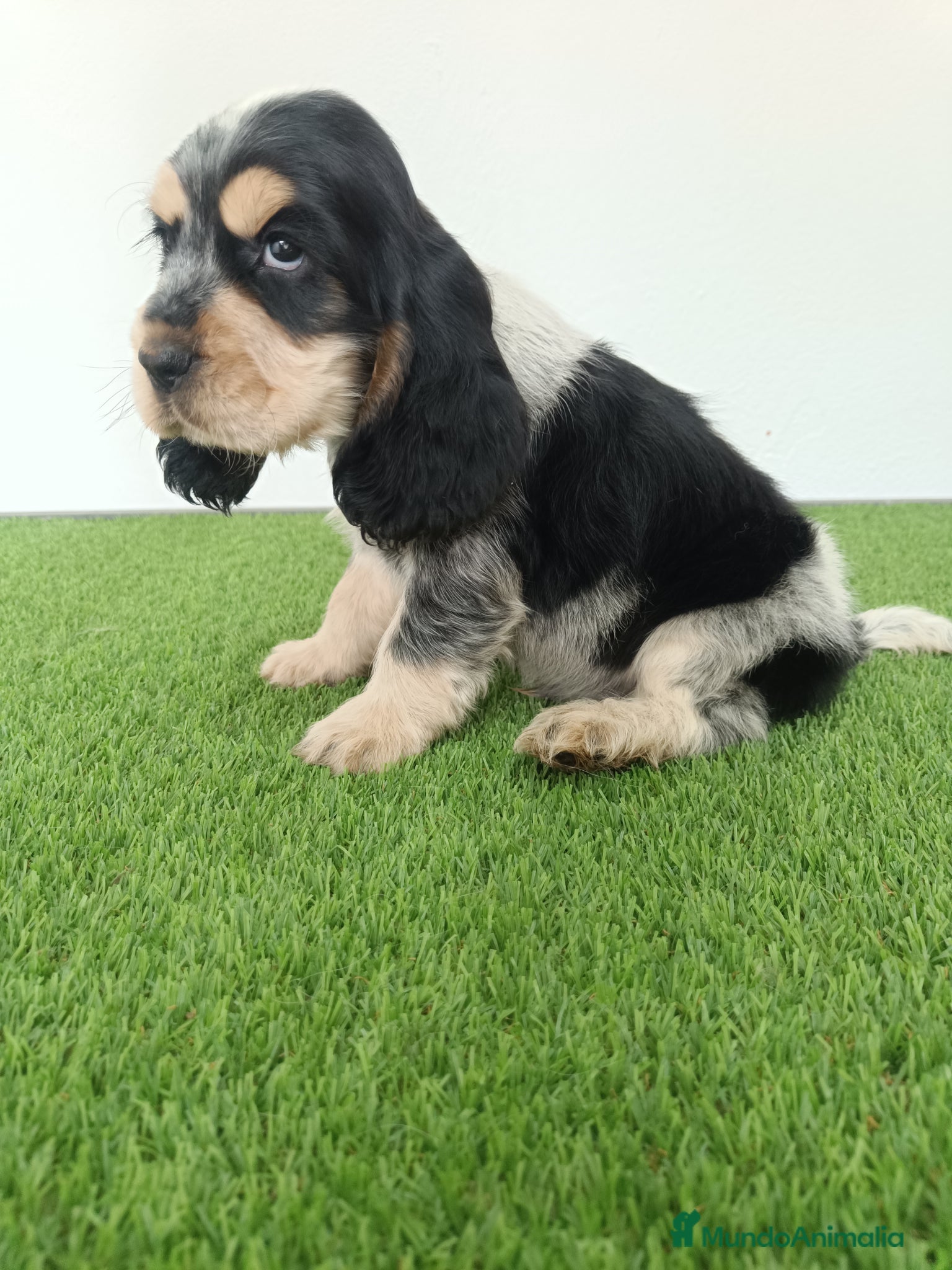 Cocker Spaniel Inglés perros Cocker spaniel inglés  - Anuncio 1