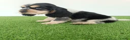 Cocker Spaniel Inglés perros en venta: Cocker spaniel inglés  - Anuncio 1