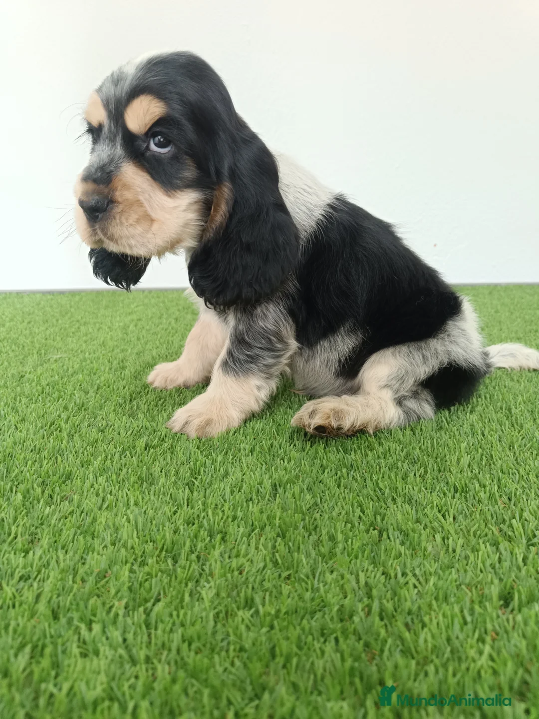 Cocker Spaniel Inglés perros en venta: Cocker spaniel inglés  - Anuncio 1