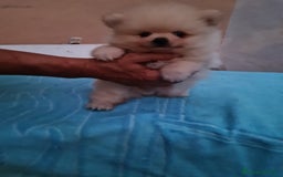 Pomerania perros en venta: Pomerania toy - Imagen 3