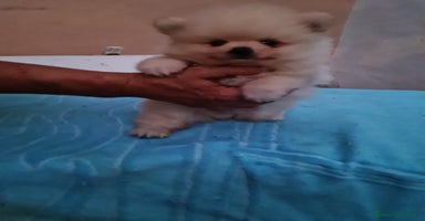 Pomerania perros - Propaganda 3
