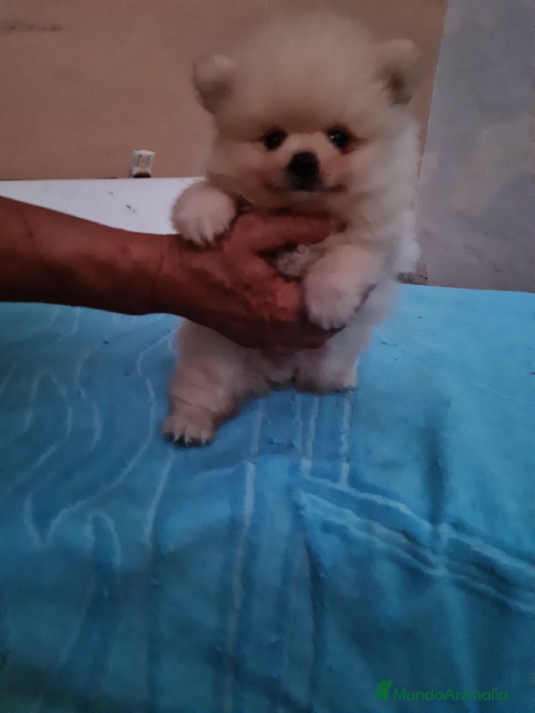 Pomerania perros en venta: Pomerania toy - Imagen 3