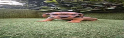 Teckel Miniatura perros en venta: teckel miniatura  - Anuncio 18