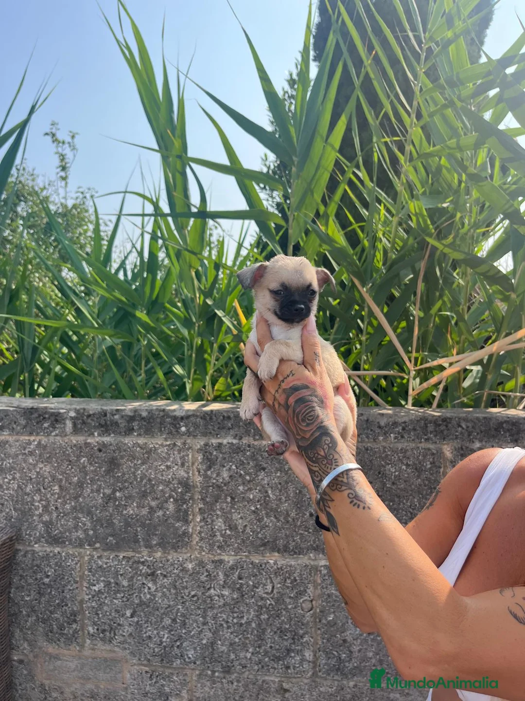 Chihuahua perros en venta: Chihuahua toy - Anuncio 4