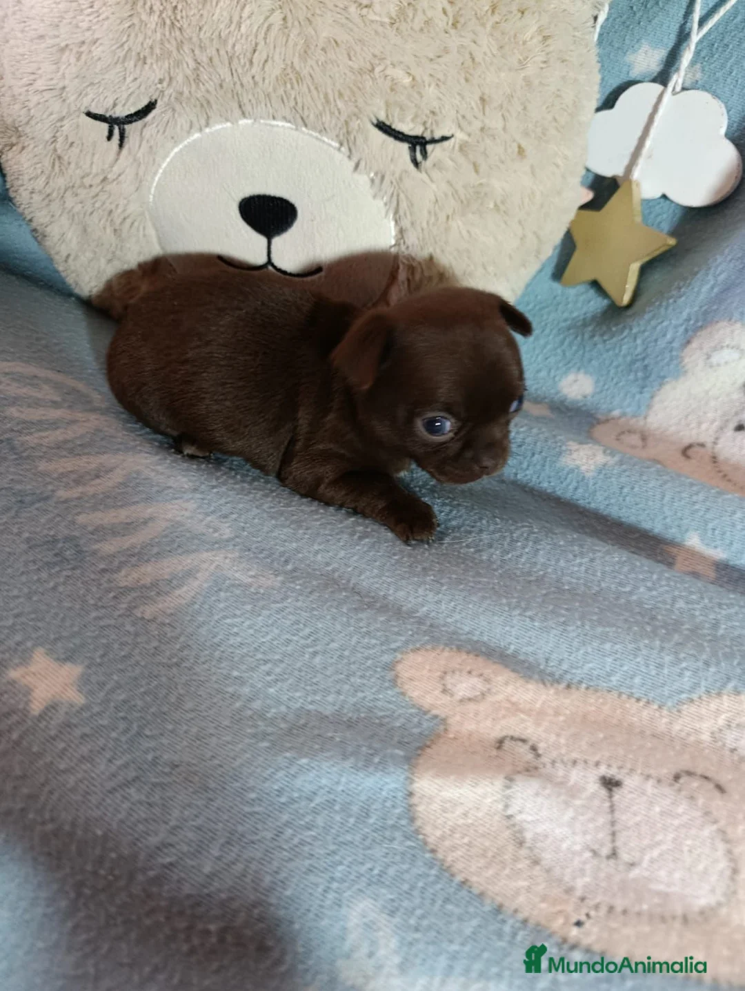 Chihuahua perros en venta: Hembra chocolate chihuahua toy - Anuncio 1