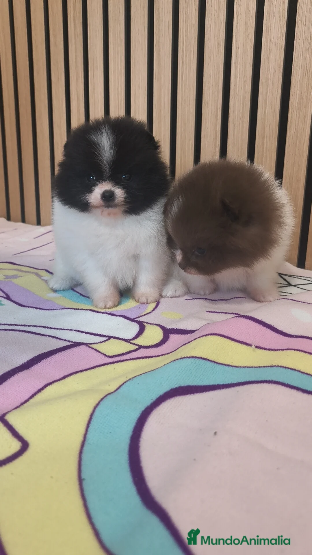 Pomerania perros en venta: Pomerania TOY Party ♀️♂️ - Anuncio 3
