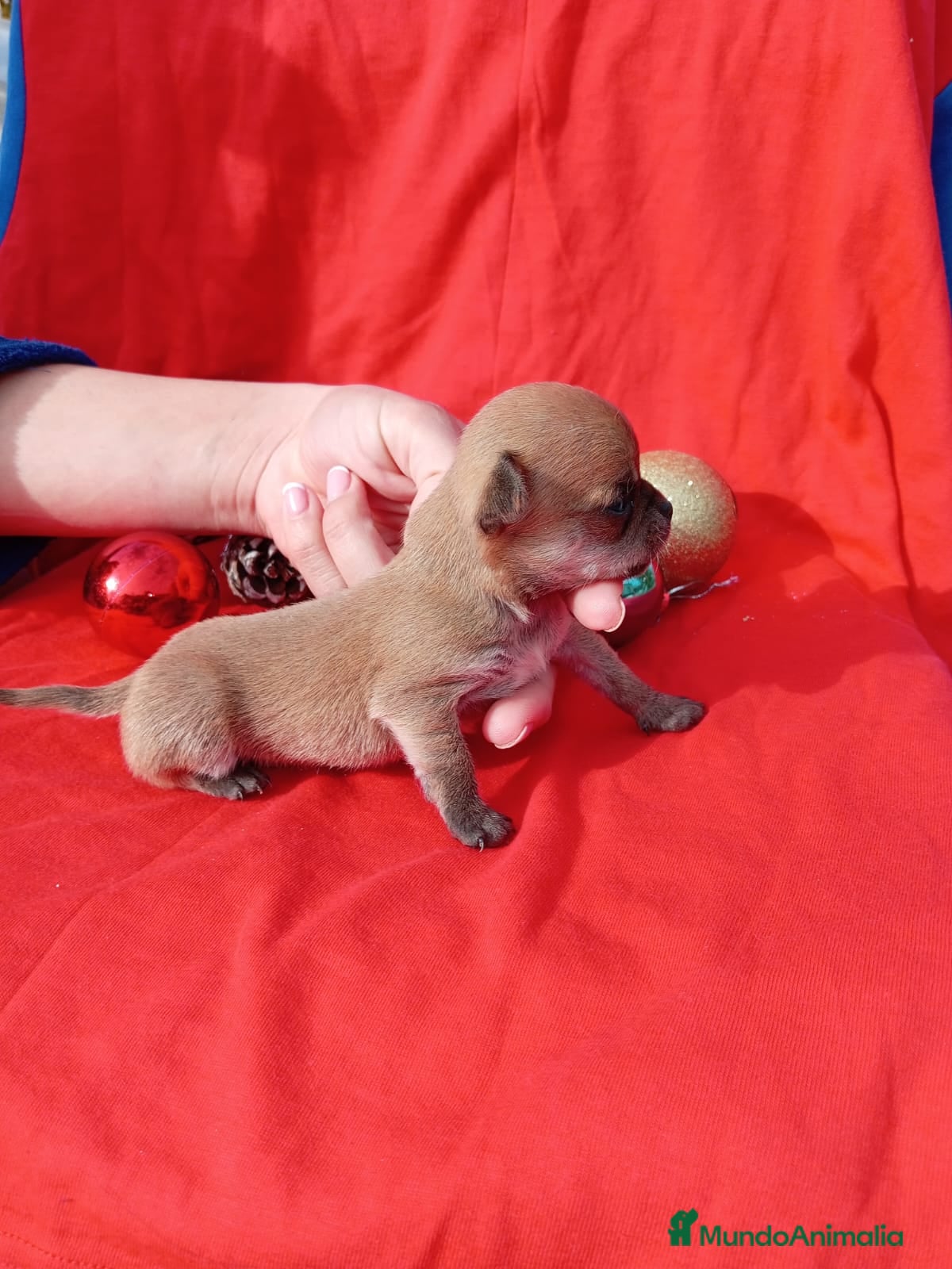 Chihuahua perros PRECIOSA PAREJA  - Anuncio 11