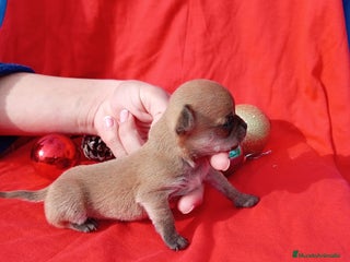 Chihuahua perros PRECIOSA PAREJA - Anuncio 1