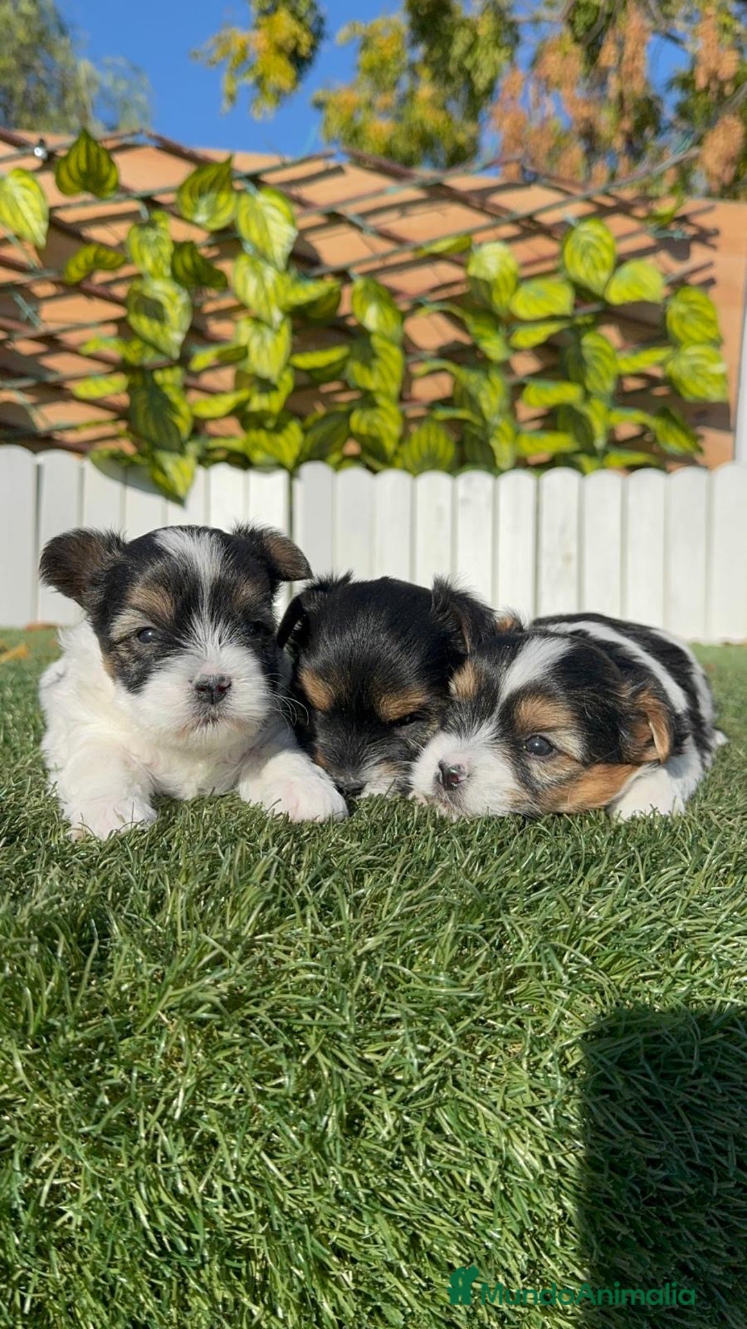 Yorkshire Terrier perros en venta: YORKSHIRE BIEWER - Anuncio 1
