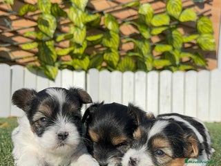 Yorkshire Terrier perros YORKSHIRE BIEWER - Anuncio 1