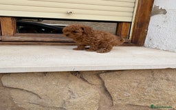 Caniche Toy perros en venta: Caniche mini Toy hembra - Imagen 3