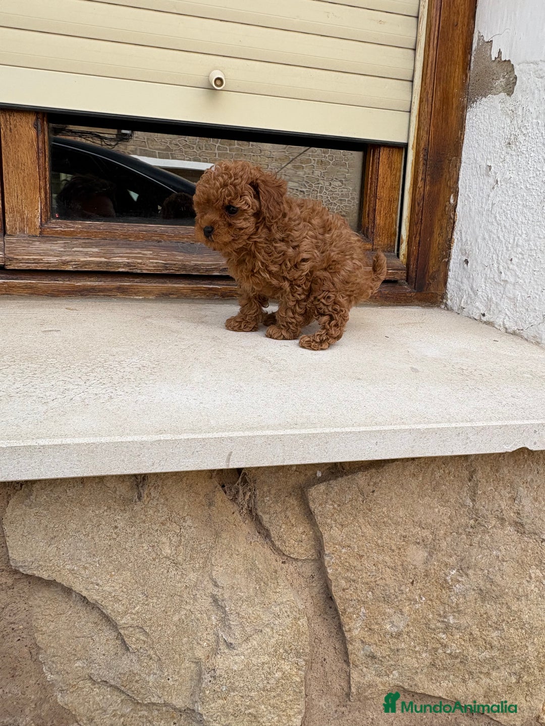 Caniche Toy perros en venta: Caniche mini Toy hembra - Imagen 3
