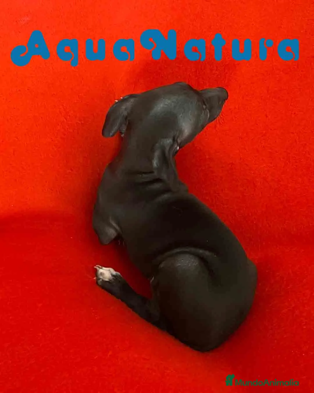 Pequeño Lebrel Italiano perros en venta: Lebrel Italiano Macho 7347 de BN - AQUANATURA en Barcelona - Anuncio 6