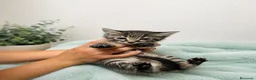 Raza Mixta gatos en venta: 🐱 GATITOS CON DESCENDENCIA MAINE COON EN ADOPCIÓN - Anuncio 3