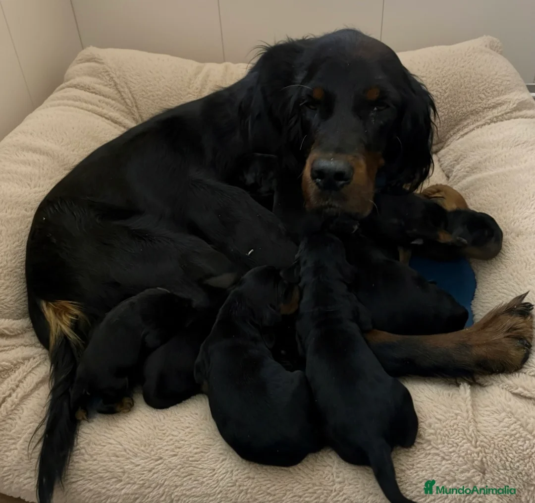 Setter Gordon perros en venta: Setter Gordon, cachorros. - Anuncio 1