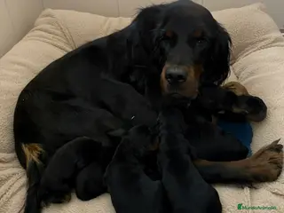 Setter Gordon perros Setter Gordon, cachorros. - Anuncio 1