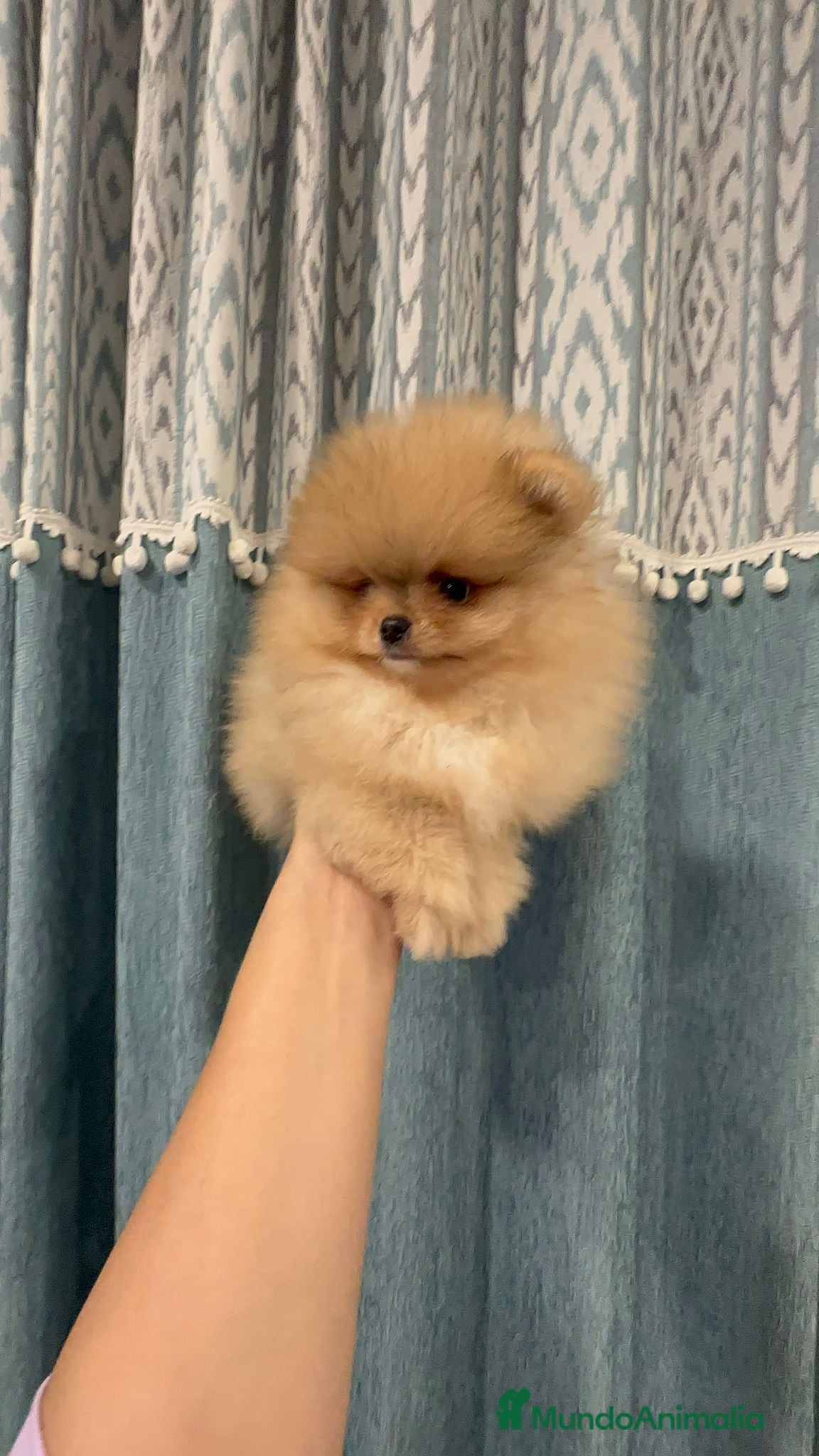 Pomerania perros Pomeranias súper mono y chatos - Anuncio 5