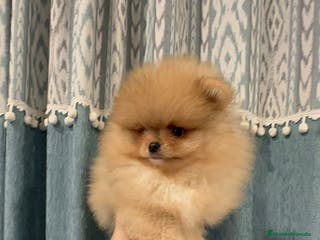 Pomerania perros Pomeranias súper mono y chatos - Anuncio 28