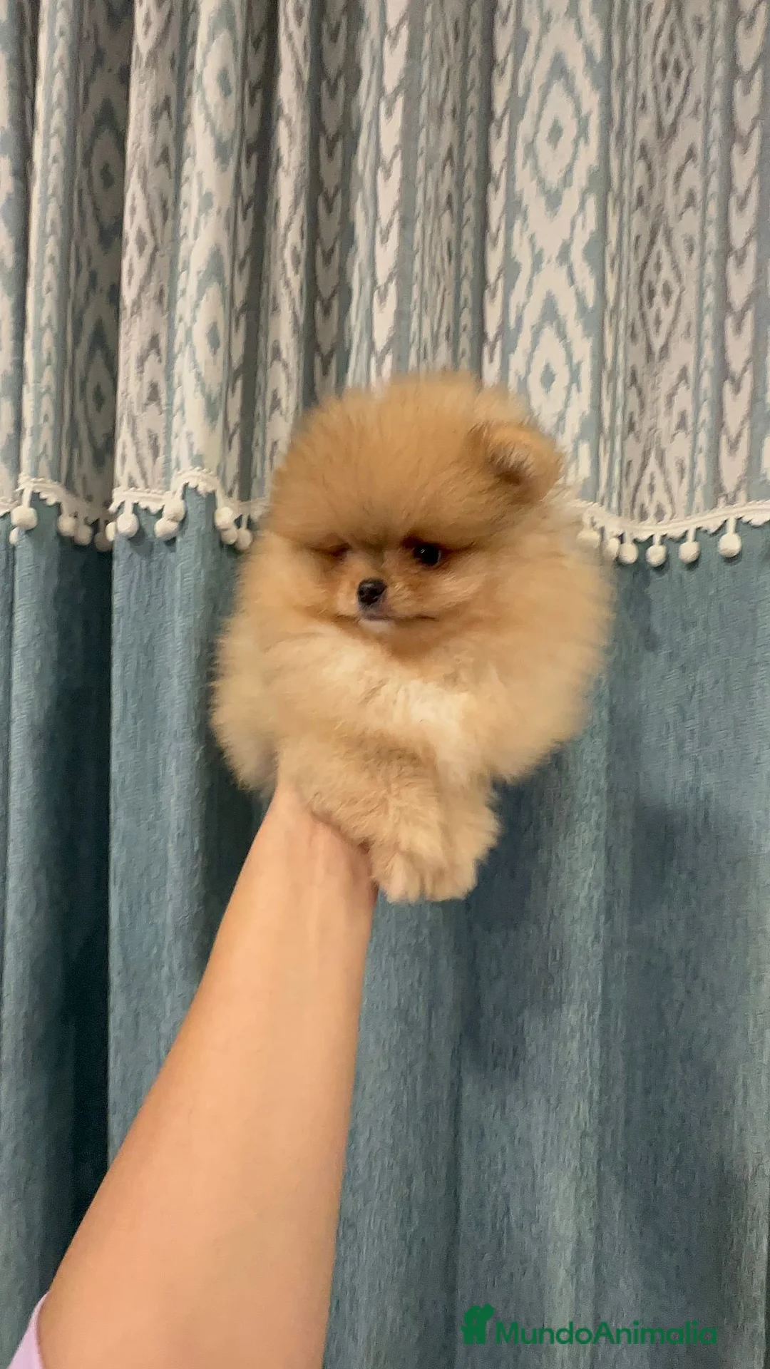 Pomerania perros en venta: Pomeranias súper mono y chatos - Anuncio 1