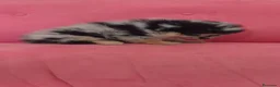 Pomerania perros en venta: Pomerania TOY Merle hembra  - Anuncio 16