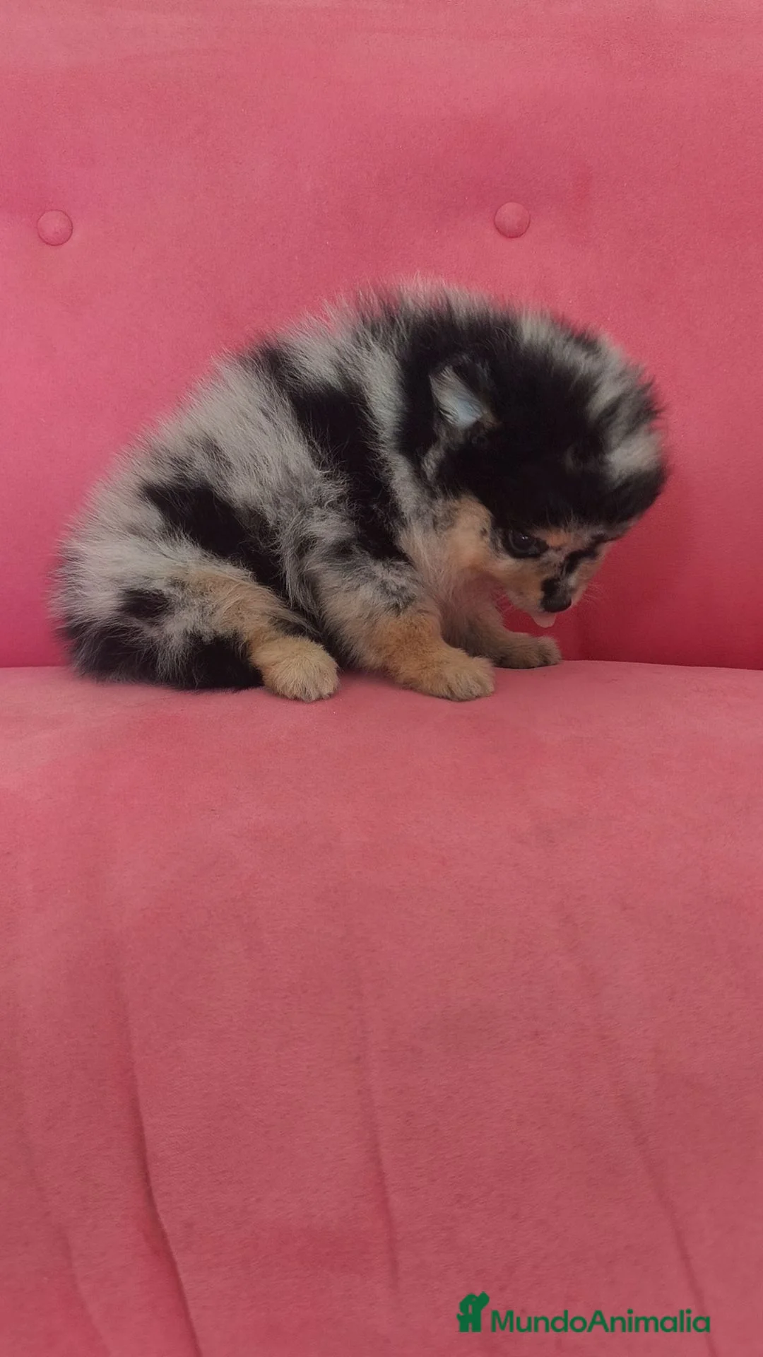 Pomerania perros en venta: Pomerania TOY Merle hembra  - Anuncio 16