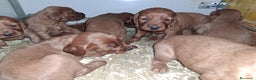 Setter Irlandés Rojo perros en venta: Setter irlandés macho y hembra rojo - Anuncio 1