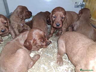 Setter Irlandés Rojo perros Setter irlandés macho y hembra rojo - Anuncio 2