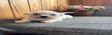 Bichón Maltés Macho