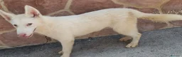 Husky Siberiano perros en venta: HUSKY BLANCOS - Anuncio 2