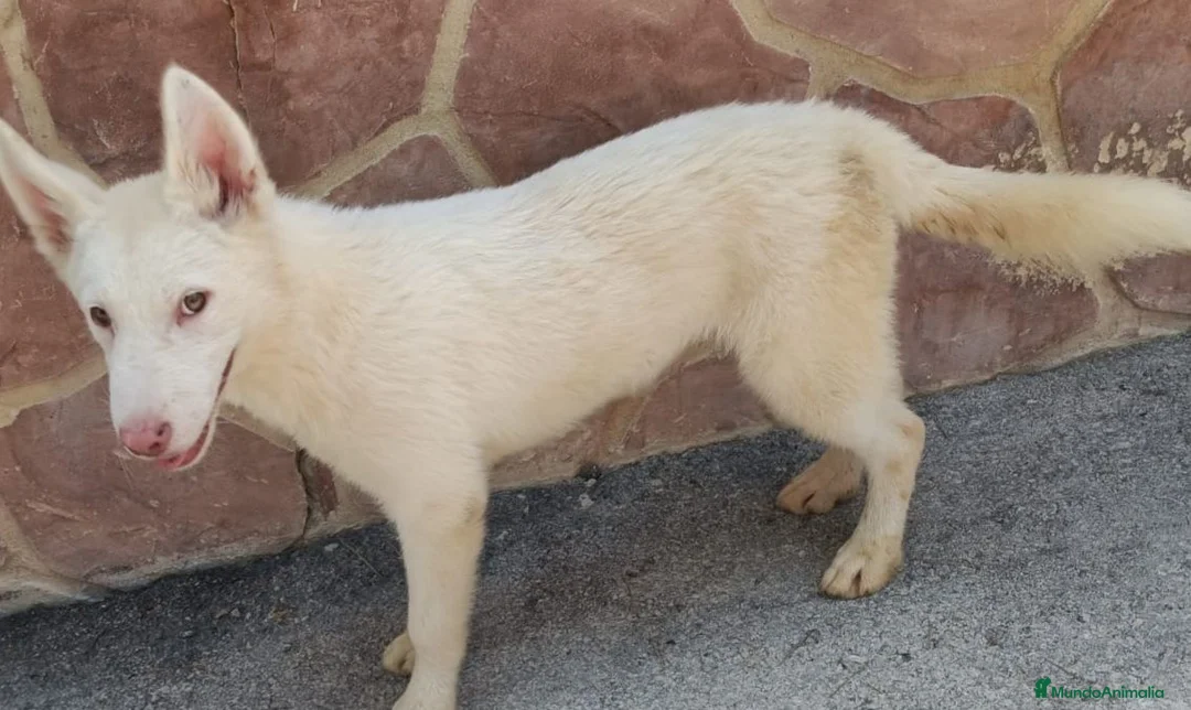 Husky Siberiano perros en venta: HUSKY BLANCOS - Anuncio 2