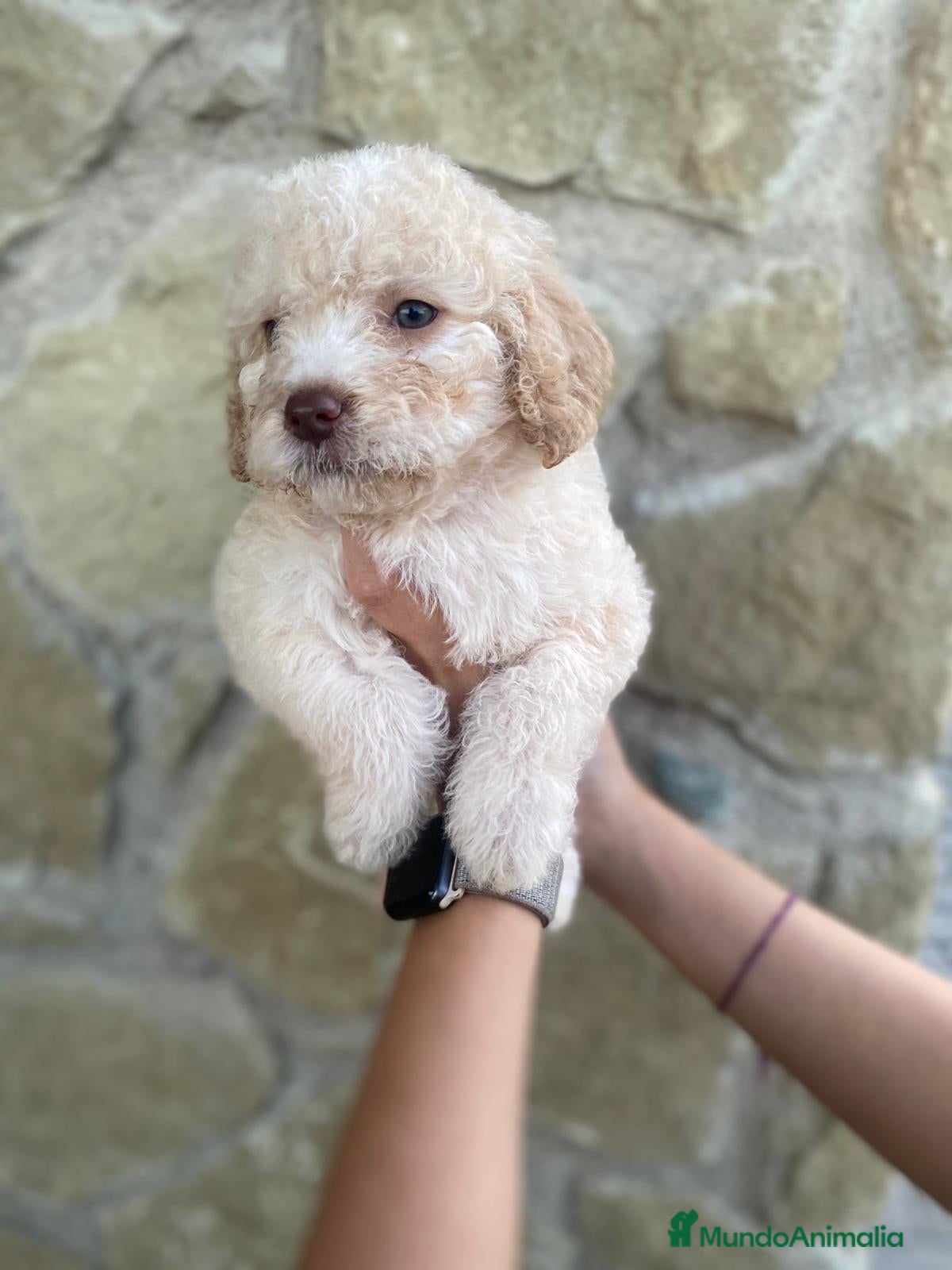 Perro de Agua Español perros Preciosos perro de agua español - Anuncio 2